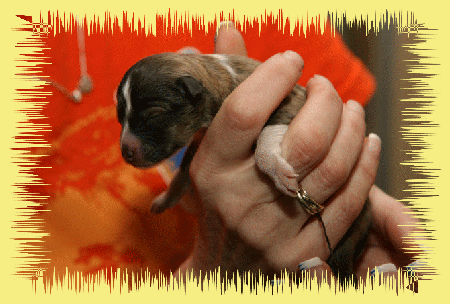 H&uuml;ndin dark sable 155g