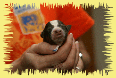 H&uuml;ndin dark sable 211g