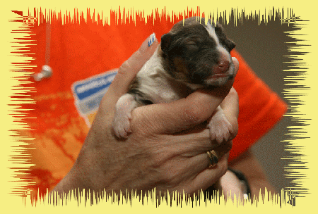 H&uuml;ndin dark sable 255g