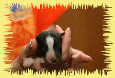 H&uuml;ndin schwarz weiss 147g