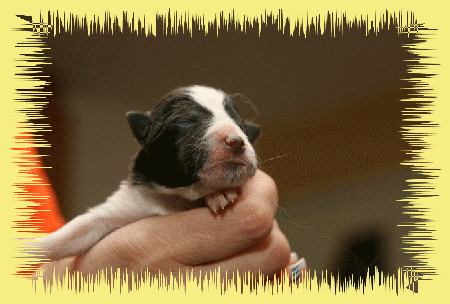 H&uuml;ndin schwarz weiss 173g