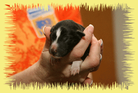 H&uuml;ndin schwarz weiss 237g