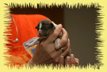 R&uuml;de dark sable 207g